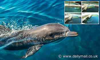 Pee pals! Dolphins can recognise their friends by tasting their URINE, study reveals