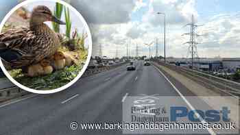 Savvy motorist saves seven ducks found on A13 in Dagenham - Barking and Dagenham Post