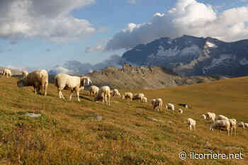 Lupi, Coldiretti Cuneo: ora salviamo la pastorizia di montagna - Il Corriere di Alba, Bra, Langhe e Roero