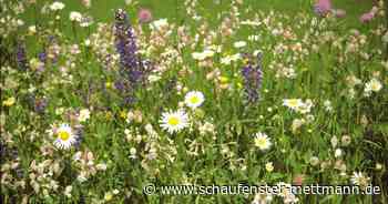 Stadt Mettmann bietet einen Wildkräuter-Workshop an. - Schaufenster Mettmann