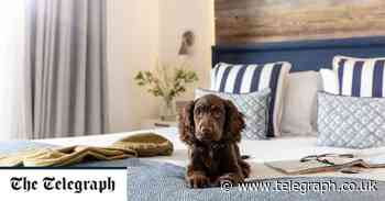Best dog-friendly hotels in Cornwall | Telegraph Travel - The Telegraph