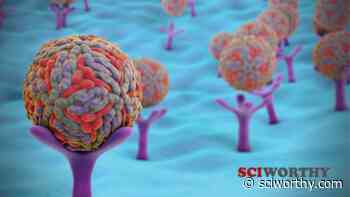 Another possible entry point for the coronavirus - Sciworthy