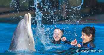 Klacht tegen 'aaien met dolfijnen' in Brugge: “Dit moet gewoon verboden worden” - Het Laatste Nieuws