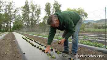 Unseasonably cool spring impacting farmers' crops in Kamloops - CFJC Today Kamloops