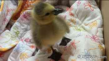 Kamloops RCMP officer rescues gosling, prepares it for re-entry into the wild - CFJC Today Kamloops