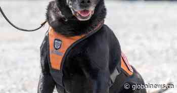 Meet a Halifax search and rescue dog who has retired after 11 years of work