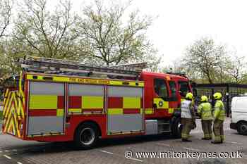 Firefighters help rescue kitten stuck 10 metres up Milton Keynes tree - Milton Keynes Citizen
