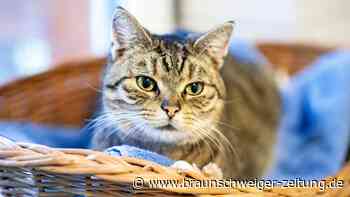 Feuerwehr Königslutter rettet Katze aus Drainagerohr