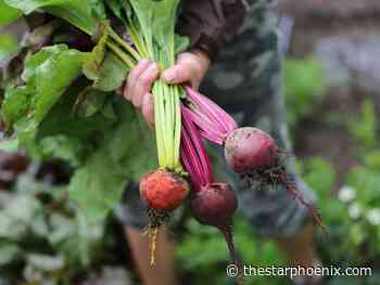 Gardening: Beets are tasty root vegetables that grow easily on the Prairies