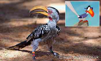 Southern yellow-billed hornbill is being wiped out by climate change, study warns