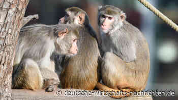 Affenpocken-Ausbrüche in Europa nehmen zu