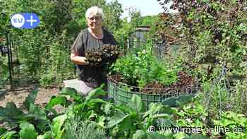 Bad Belzig: Glattnatter sorgt für Aufregung im Kleingarten - Märkische Allgemeine Zeitung