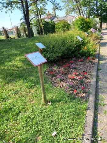 A Macherio sbocciano i ladri delle aiuole: furto dei fiori messi a dimora dai volontari - Il Cittadino di Monza e Brianza