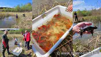 Kein Goldfisch zum Verlieben in Eggstätt