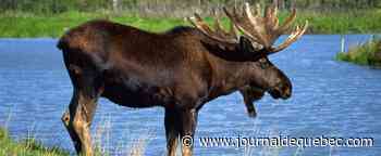 Un réseau de braconnage démantelé en Gaspésie