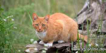 Katzen-Lockdown in Walldorf: Kritik an Vogelschutz-Maßnahme wird lauter