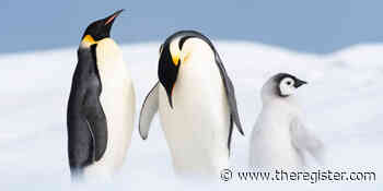 The new generation of CentOS replacements – plus the daddy of them all: RHEL 8.6 - The Register