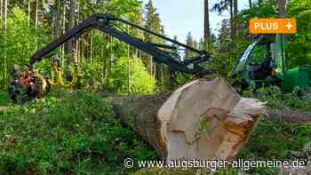 Totes Holz für einen lebendigen Landsberger Wald