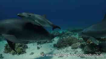 Studie: Delfine nutzen bei Hautproblemen Korallen