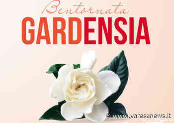 Piante a favore della ricerca, in piazza a Sesto Calende "Bentornata Gardensia" - varesenews.it