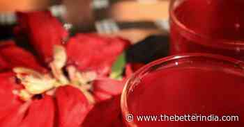 Science Says Rhododendron Helps Manage Diabetes & Asthma; 3 Recipes With the Flower - The Better India