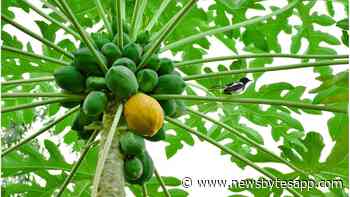 5 easy, healthy recipes using raw green papaya - NewsBytes
