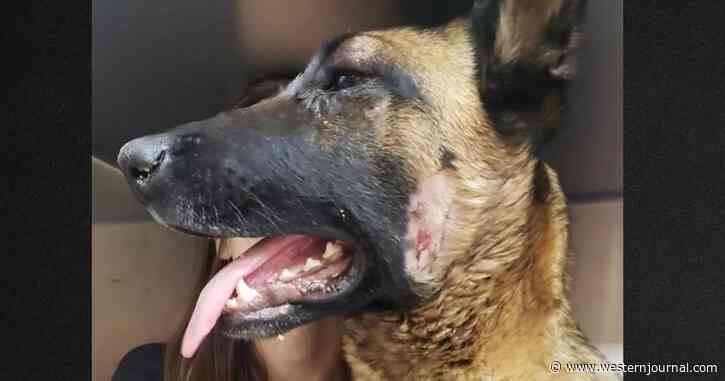 'Saved Her Life': Dog Badly Injured After Defending California Woman from Mountain Lion Attack