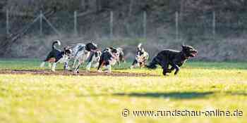 Verein in Windeck pachtet Grundstück für Hundefreilauffläche - Kölnische Rundschau