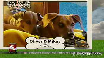 Dog Walk Forecast: Oliver & Mikey - KTIV Siouxland's News Channel