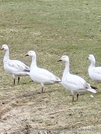 Snow geese stop in for a visit to Burns Lake - Burns Lake Lakes District News
