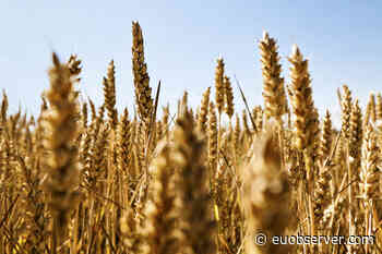 EU states warn of looming food-price crisis - EUobserver