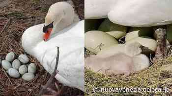 Nato il primo cigno della coppia “mascotte” di Caorle - La Nuova Venezia