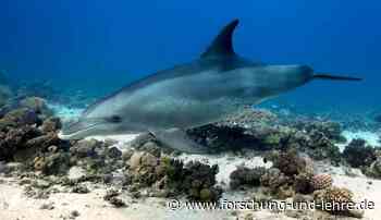 Biologie: Delfine pflegen ihre Haut mit Korallen - Forschung & Lehre