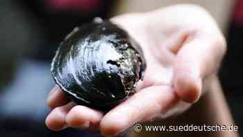 Tiere - Dresden - Flussperlmuschel: Nachzucht-Programm zeigt erste Erfolge - Gesellschaft - Süddeutsche Zeitung - SZ.de