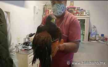 En Coacalco, rescatan águila harris en malas condiciones; la trasladan a centro especializado - Telediario CDMX