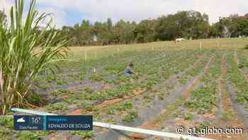 Risco de geada coloca produtores de morango de Monte Alegre do Sul em alerta - Globo.com
