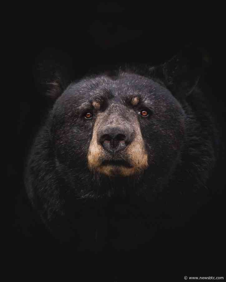 Bitcoin Selling Pressure Continues As Long-Term Holder SOPR Spikes Up