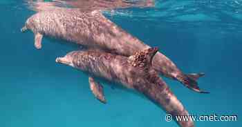 See Dolphins Rub Up on Special Corals to Treat Skin Conditions     - CNET