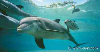 Dolphins Taste Pee to Identify Friends     - CNET