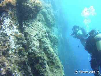 Sos per le foreste marine dei Faraglioni di Capri: l'università di Trieste ci prova - Dire