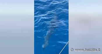 Un grosso squalo ripreso da pescatori nello Stretto di Messina: «E c'è chi lo fa a nuoto!» - La Sicilia