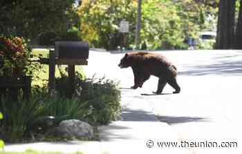 Grin and bear it: Wandering bear causes Seven Hills Middle School to go on lockdown - The Union