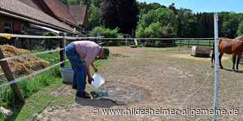 Kreis Hildesheim: Schwalben sind in großer Not – so kann ihnen geholfen werden - www.hildesheimer-allgemeine.de