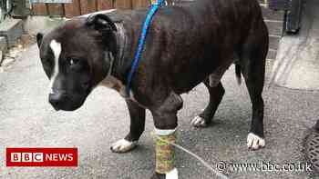 RSPCA: Bloodied dog 'staggers' into Bradford garden before collapsing