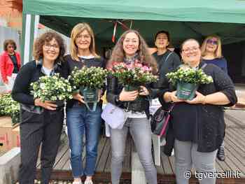 Grande successo anche a Vercelli per le Azalee della Ricerca Airc - tgvercelli.it