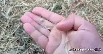 Vercelli: "Forasacchi pericolosi per i cani, necessario rimuoverli" - La Sesia | Cronaca