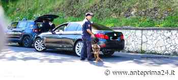 Lotta allo spaccio a Buccino, in azione i carabinieri con i cani antidroga - anteprima24.it