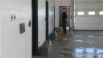 Use-of-force expert weighs in on Saskatoon constables charged with assault - Global News