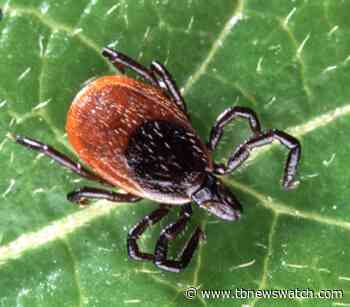 Tick season has started in the Thunder Bay area - Tbnewswatch.com