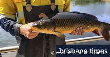 Big fat carp and koi clogging up Perth’s urban wetlands - Brisbane Times